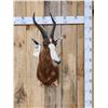 Image 1 : African Blesbok Shoulder Mount Taxidermy