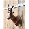 Image 2 : African Blesbok Shoulder Mount Taxidermy