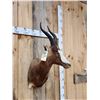 Image 5 : African Blesbok Shoulder Mount Taxidermy