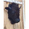 Image 2 : American Bison Buffalo Head Mount Taxidermy