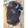 Image 3 : American Bison Buffalo Head Mount Taxidermy