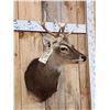 Image 2 : Sika Deer Shoulder Mount Taxidermy