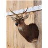 Image 3 : Sika Deer Shoulder Mount Taxidermy