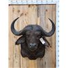 Image 1 : African Cape Buffalo Shoulder Mount Taxidermy