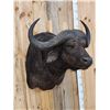 Image 2 : African Cape Buffalo Shoulder Mount Taxidermy