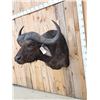 Image 3 : African Cape Buffalo Shoulder Mount Taxidermy