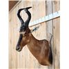 Image 2 : African Hartebeest Shoulder Mount Taxidermy