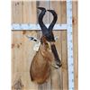 Image 3 : African Hartebeest Shoulder Mount Taxidermy