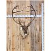 Image 1 : Caribou Shoulder Mount Taxidermy