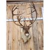 Image 2 : Caribou Shoulder Mount Taxidermy