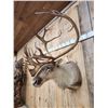 Image 3 : Caribou Shoulder Mount Taxidermy