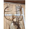 Image 5 : Caribou Shoulder Mount Taxidermy