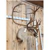 Image 6 : Caribou Shoulder Mount Taxidermy