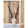 Image 1 : African Eland Skull Taxidermy
