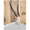 Image 3 : African Eland Skull Taxidermy