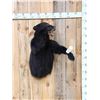 Image 1 : Black Bear Half Body Taxidermy Mount