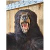 Image 3 : Black Bear Half Body Taxidermy Mount