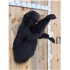 Image 4 : Black Bear Half Body Taxidermy Mount