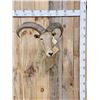 Image 1 : Aoudad Or Barbary Sheep Shoulder Mount Taxidermy
