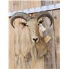 Image 2 : Aoudad Or Barbary Sheep Shoulder Mount Taxidermy