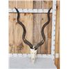 Image 1 : African Kudu Skull Taxidermy