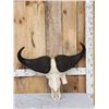 Image 1 : African Cape Buffalo Skull Taxidermy