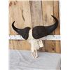 Image 3 : African Cape Buffalo Skull Taxidermy