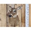 Image 2 : Whitetail Doe Shoulder Mount Taxidermy