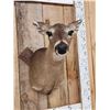 Image 3 : Whitetail Doe Shoulder Mount Taxidermy