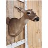Image 4 : Whitetail Doe Shoulder Mount Taxidermy