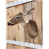 Image 5 : Whitetail Doe Shoulder Mount Taxidermy