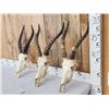 Image 2 : 3 African Blesbok Skulls Taxidermy
