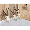 Image 3 : 3 African Blesbok Skulls Taxidermy