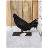 Image 1 : Black Rooster Chicken Full Body Bird Taxidermy