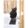 Image 4 : Black Rooster Chicken Full Body Bird Taxidermy