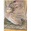 Image 8 : Male & Female Quail In A Table Top Lamp Bird Taxidermy