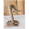 Image 2 : Diamondback Rattlesnake Full Body Taxidermy Mount