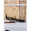 Image 1 : Blue Shoulder Peacock Full Body Bird Taxidermy