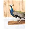 Image 2 : Blue Shoulder Peacock Full Body Bird Taxidermy