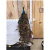 Image 4 : Blue Shoulder Peacock Full Body Bird Taxidermy