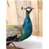 Image 7 : Blue Shoulder Peacock Full Body Bird Taxidermy