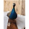 Image 8 : Blue Shoulder Peacock Full Body Bird Taxidermy