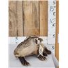 Image 3 : Juvenile Badger Full Body Taxidermy Mount