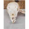 Image 2 : Baby Indian Black Buck Skull Taxidermy