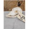 Image 3 : Baby Indian Black Buck Skull Taxidermy