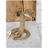 Image 2 : Diamondback Rattlesnake Full Body Taxidermy Mount