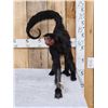 Vintage Spider Monkey Full Body Taxidermy Mount
