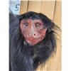 Image 2 : Vintage Spider Monkey Full Body Taxidermy Mount