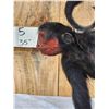 Image 6 : Vintage Spider Monkey Full Body Taxidermy Mount