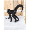 Image 7 : Vintage Spider Monkey Full Body Taxidermy Mount